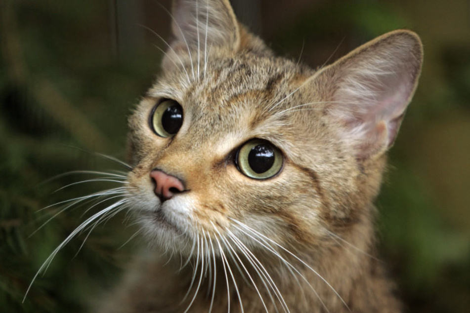 Eine der beiden Katzen musste in einem Tierheim behandelt werden. (Symbolbild)