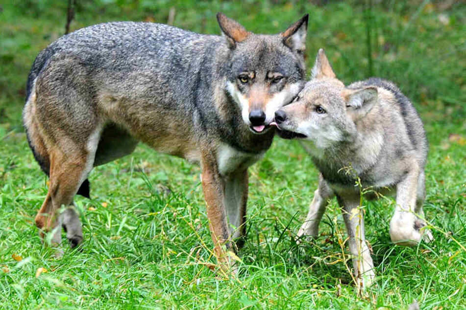 Derzeit wird darüber beraten, wie die "Entnahme" aus der Natur ablaufen könnte. (Symbolbild)