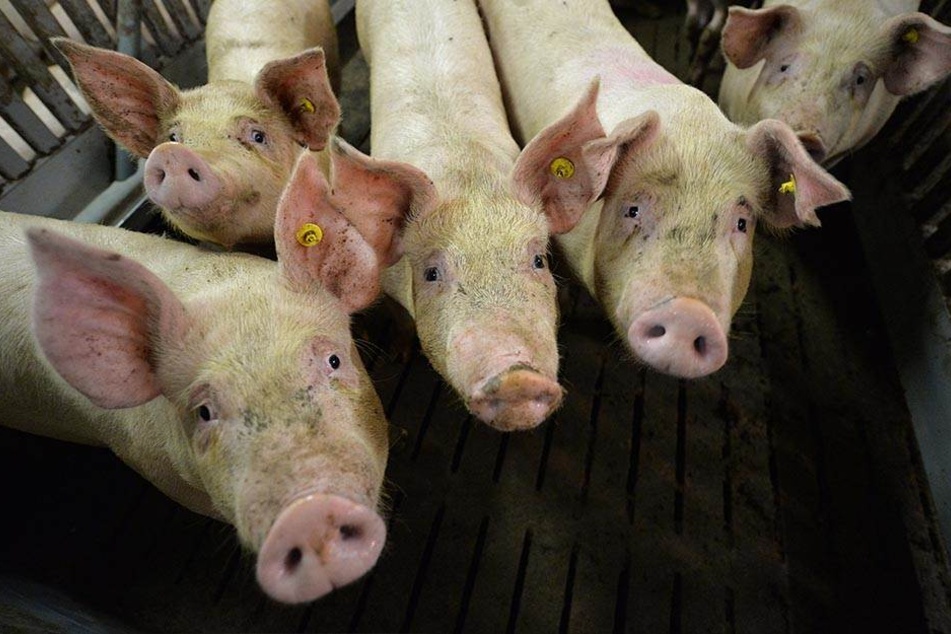Bislang wütete die Afrikanische Schweinepest in den östlichen EU-Staaten, nun ist sie 60 Kilometer vor Deutschlands aufgetaucht - bei Wildschweinen in Belgien.