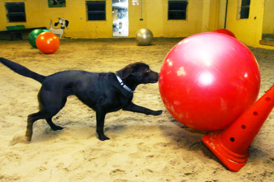 Labradorhündin Honey treibt regelmäßig die Gymnastikbälle über den Sand.