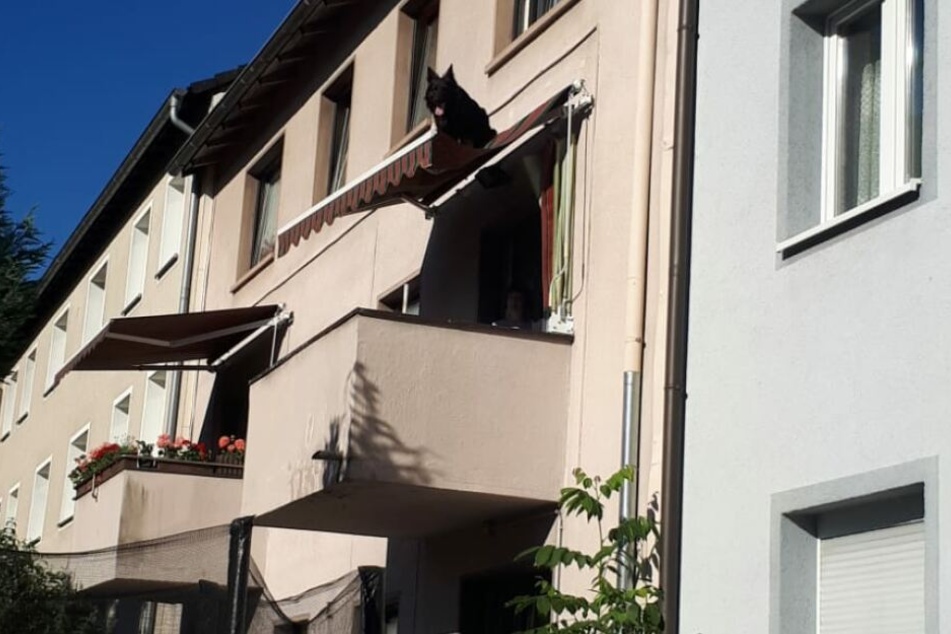 Der Hund hing auf einem Sonnenschutz fest. Er war aus einem Fenster darüber auf das Dach gesprungen.