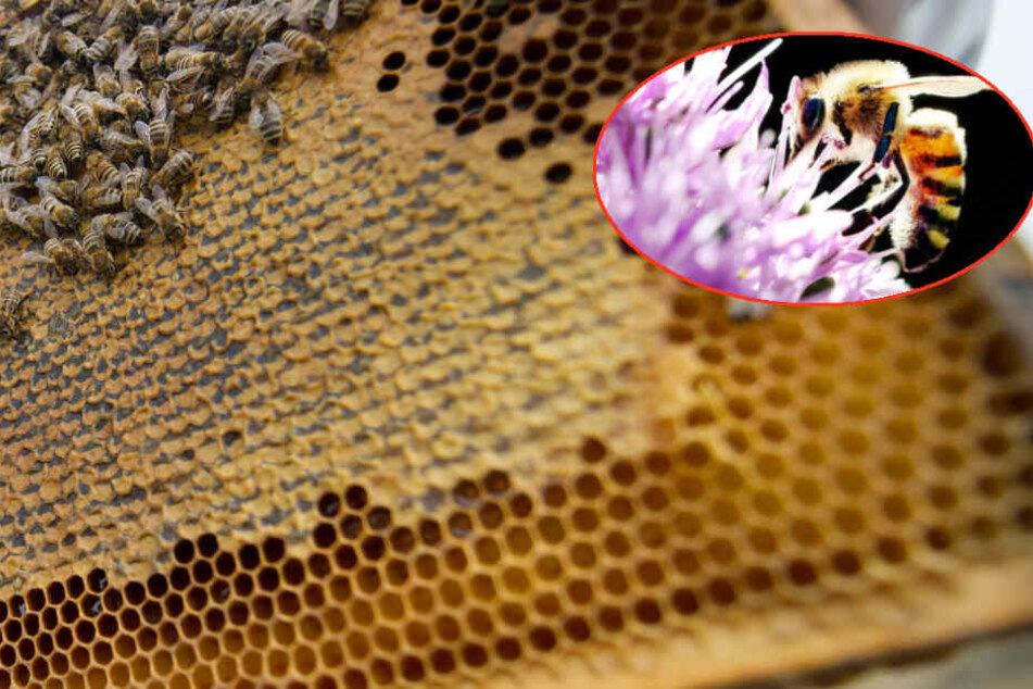 Die intensive Landwirtschaft, der Einsatz von Pestiziden und die Lichtverschmutzung seien die Ursache für das große Insektensterben.