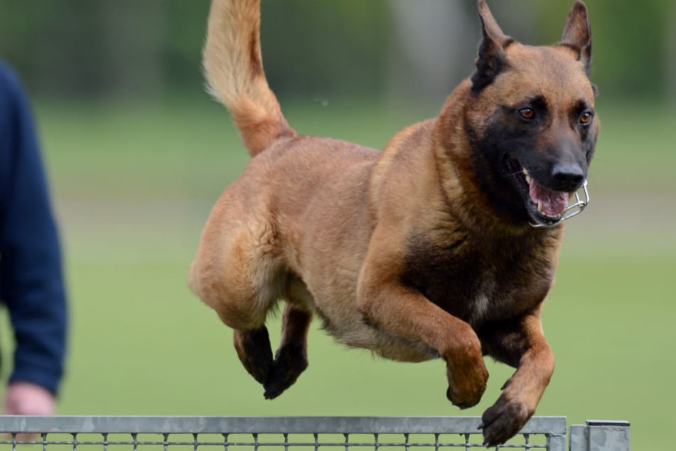 Ein Diensthund der Polizei beim Training. (Symbolbild)