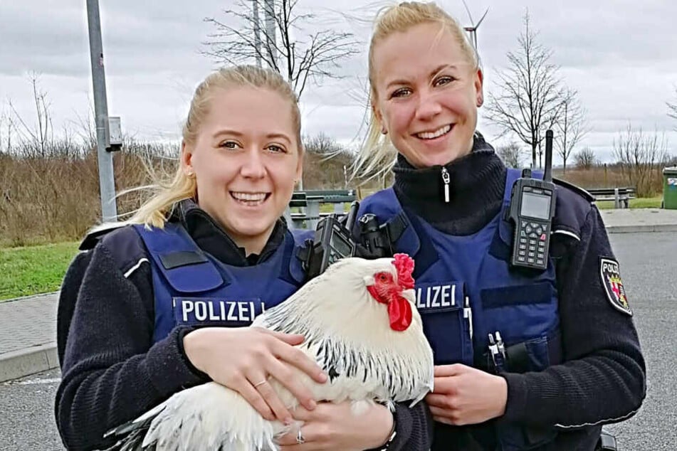 Der Gockel komplettiert die glückliche "Hühnerstreife".