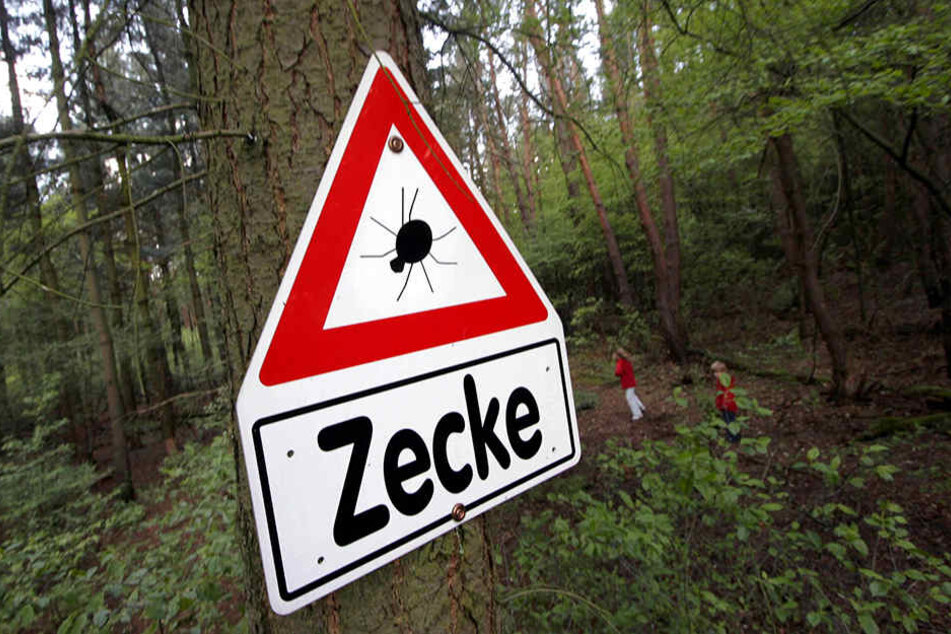 Zecken übertragen die Krankheiten FSME und Borreliose.