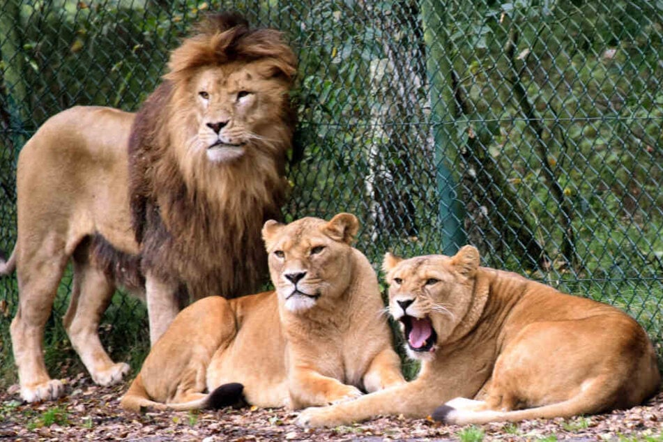 Eine Löwengruppe aufgenommen in einem Gehege im Serengeti-Park Hodenhagen. (Archivbild)