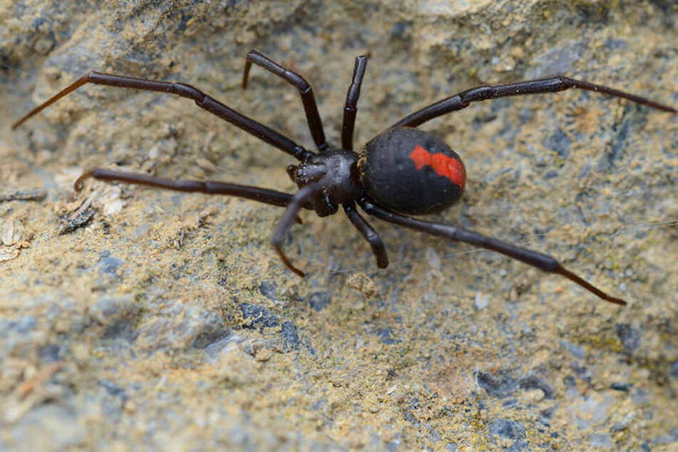 Das ist sie: die Rotrückenspinne! Sie gehört zur Gattung der Echten Witwen.
