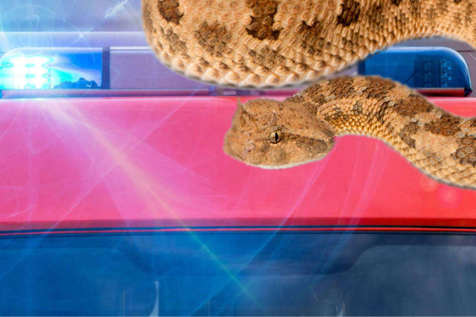 Beim Biss der Hornviper kann es für das Opfer auf Minuten ankommen (Symbolbild).