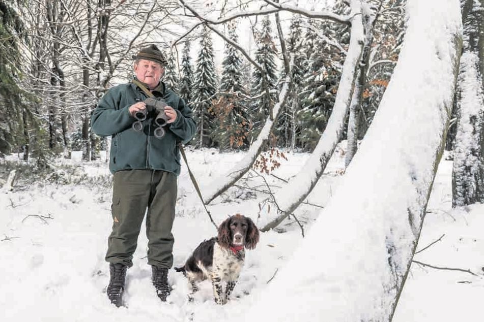 Auf der Lauer: Jäger Gerhard Bräuer (66) mit seinem Deutschen Wachtelhund Kari vom Auberg (8 Mon) vermutet im Forstrevier um Grumbach bei Jöhstadt Wölfe.