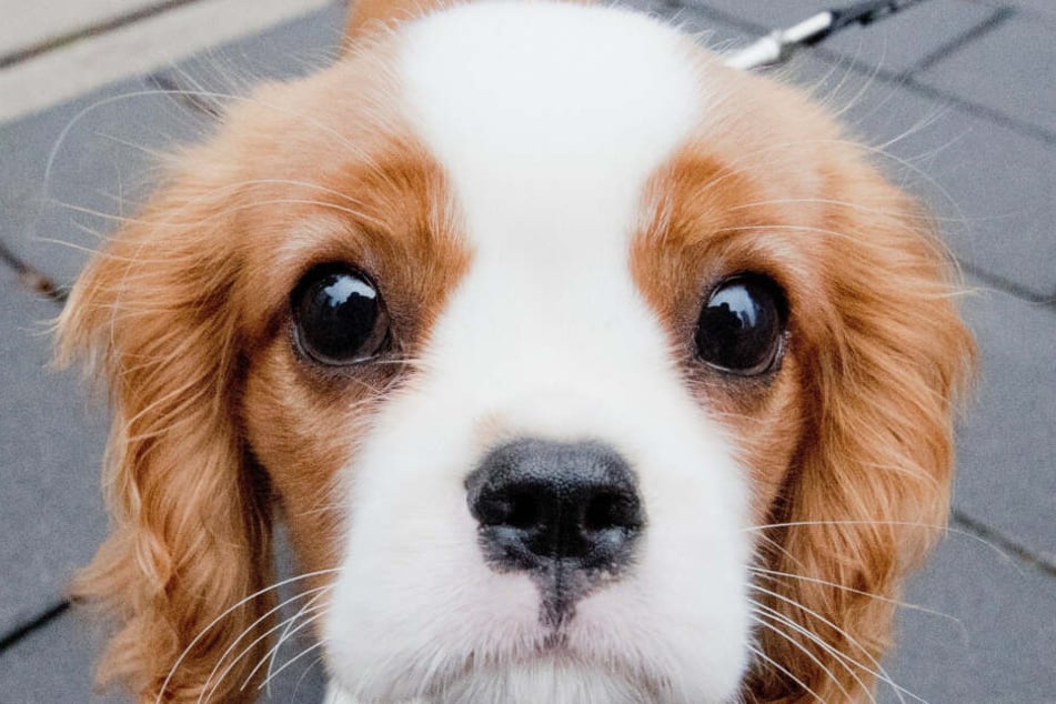 Im Notfall sollen Hundebesitzern ihren Lieblingen auch zur Seite stehen können.