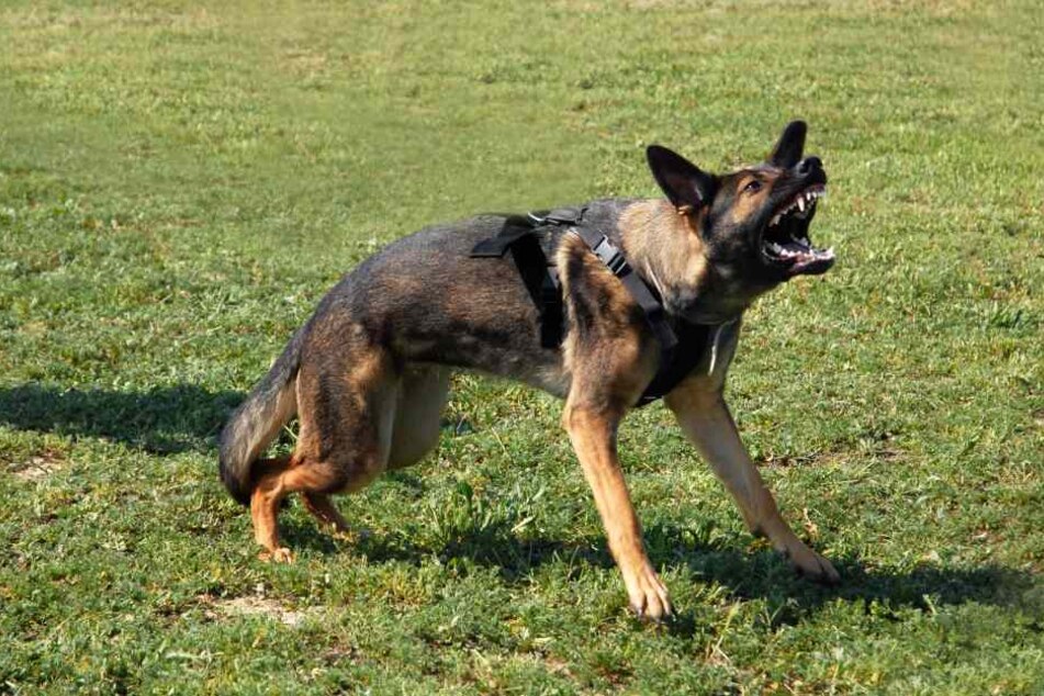 Die Kinder spielten im Garten, als der Junge fiel und vom Hund gebissen wurde. (Symbolbild)
