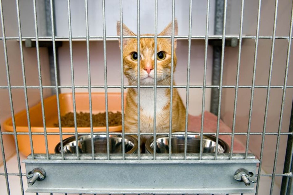 Die Angeklagten sollen ihren Sohn unter anderem in einen Katzenkäfig gesteckt haben.