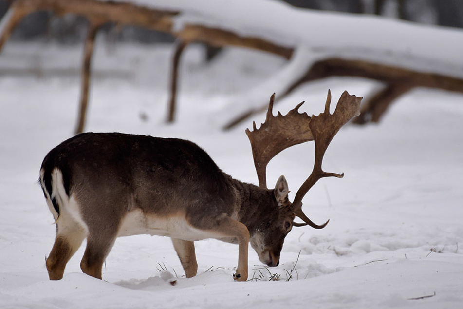 Ein Dammhirsch im Schnee auf Futtersuche.