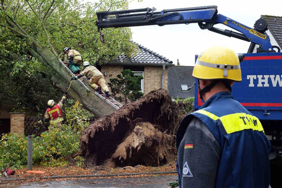 Mitarbieter der Feuerwehr und des Technischen Hilfswerks (THW) entfernen einen umgekippten Baum.
