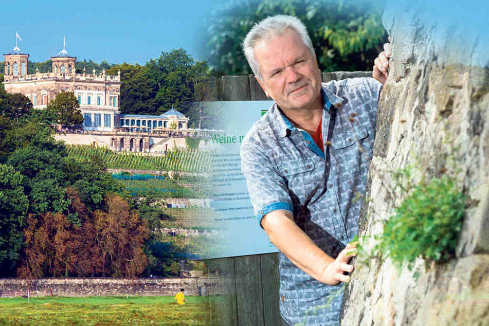 Peter Weidenhagen (57) kennt die Legenden zu den Weinberg-Echsen.