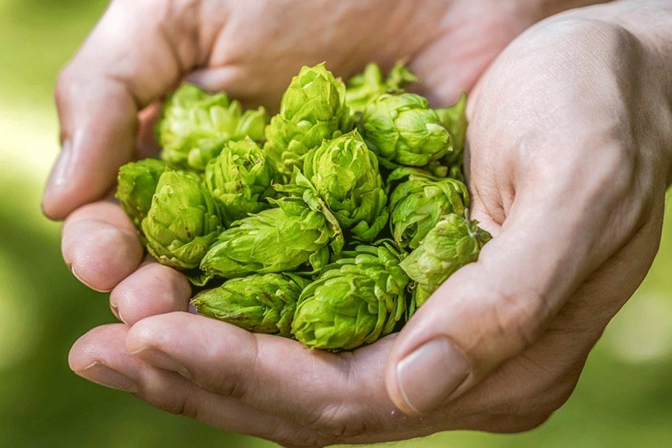 Das mitteldeutsche Hopfen-Anbaugebiet Elbe-Saale umfasst mehr als 50 Hopfenstandorte inSachsen, Sachsen-Anhalt und Thüringen.