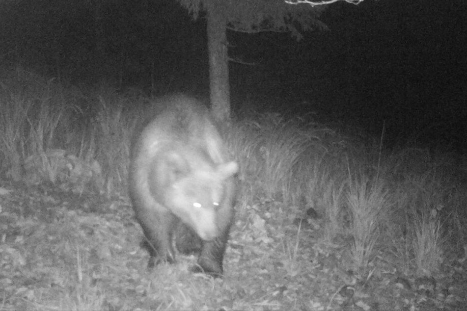 Der Bär ist in der Nähe der bayerischen Grenze in eine Fotofalle getappt.