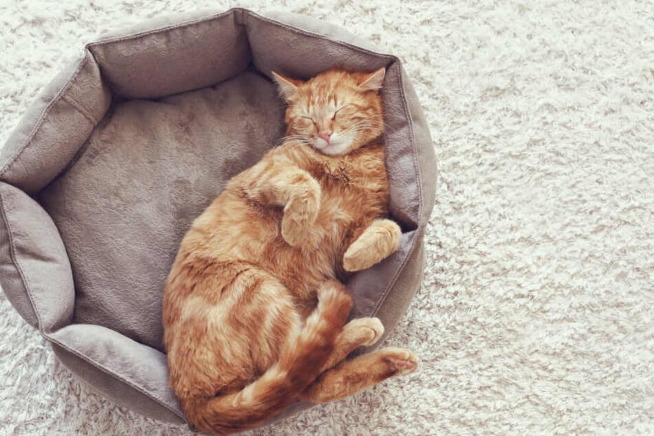 Ein eigener Ort als kuschlige Rückzugsstätte ist genau so gemütlich für Katzen.