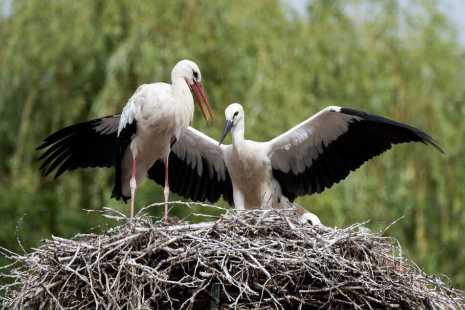 Ein Storch (links) und ein Jungstorch stehen im Stadtteil Kirchwerder auf einem Horst.