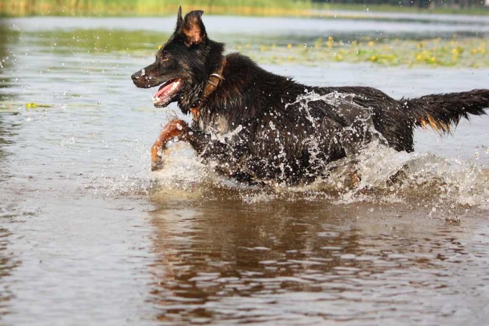 Der Hund sprang bei einem Spaziergang in den Fluss. (Symbolbild)