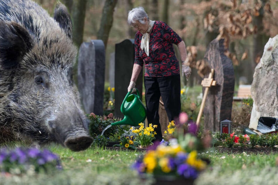 Der Friedhof in Mombach wird von Wildschweinen heimgesucht. (Symbolbild)