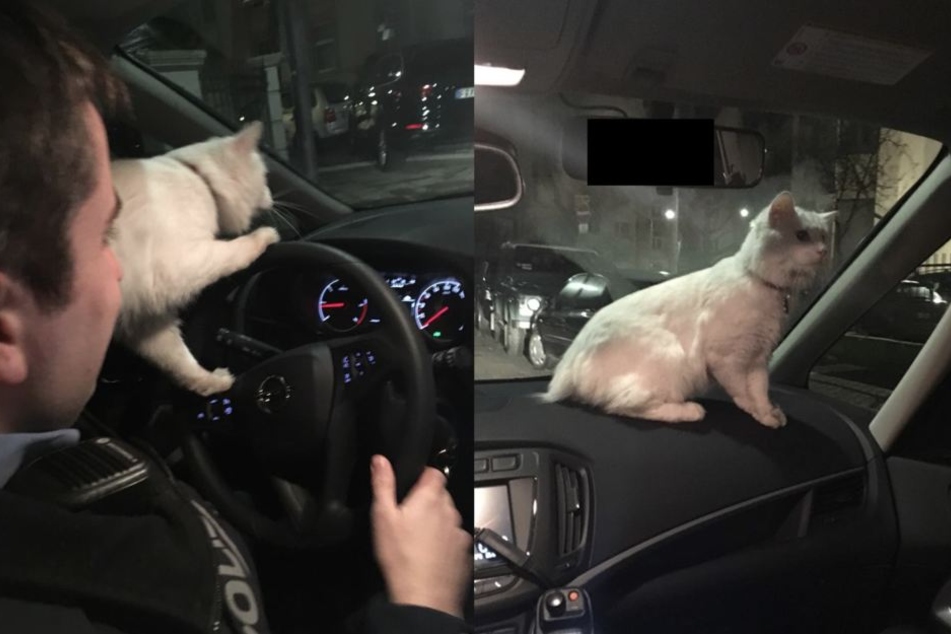 Kater Patxi übt sich im Fahren eines Polizeiwagens.