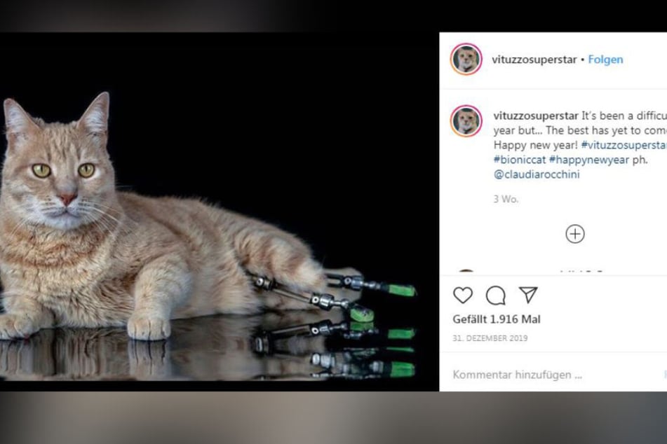 Was für ein schöner Kater. Vito ist auf Instagram etwas ganz Besonderes.