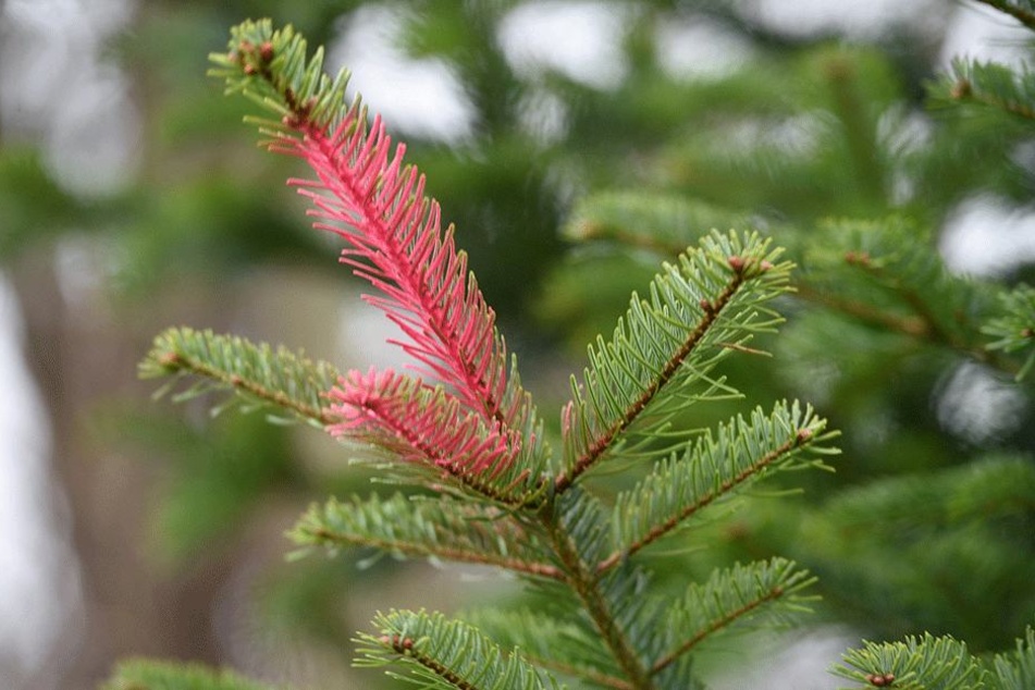 Auch die rote Farbe soll Diebe abhalten, den Baum zu klauen.