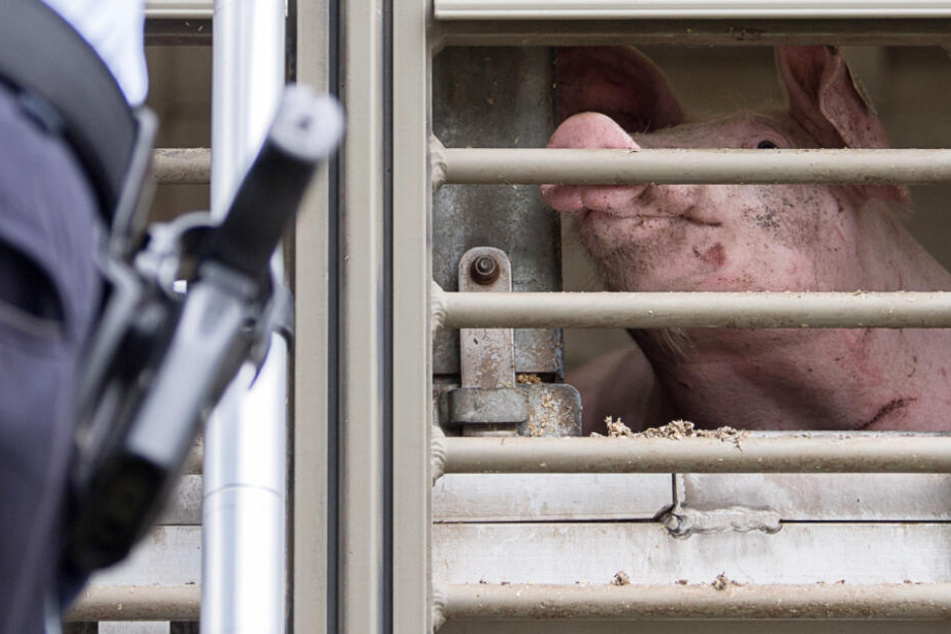Immer wieder werden Tiertransporte in Bayern auch von der Polizei kontrolliert.
