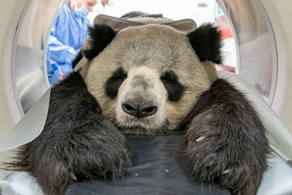Der Panda Jiao Qing aus dem Zoo Berlin wird im Leibniz-Institut für Zoo- und Wildtierforschung (IZW) im Computertomographen (CT) untersucht.