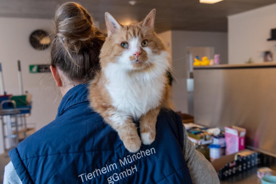 Kater "Garfield" sitzt bei einer Pflegerin im Katzenhaus des Tierheim München auf der Schulter.