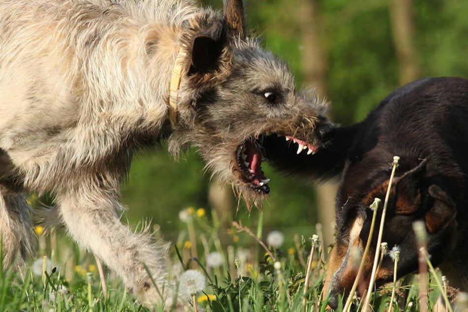 Die Polizei sucht derzeit nach dem Hund, der die Frau und ihren Vierbeiner angriff (Symbolbild).