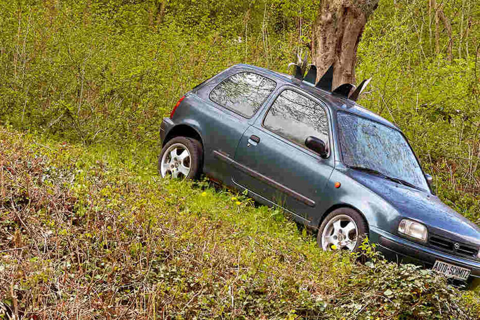 Die Buche wächst zentral aus dem Auto heraus. Das Kunstwerk hat 80 bis 100 Arbeitsstunden gekostet.