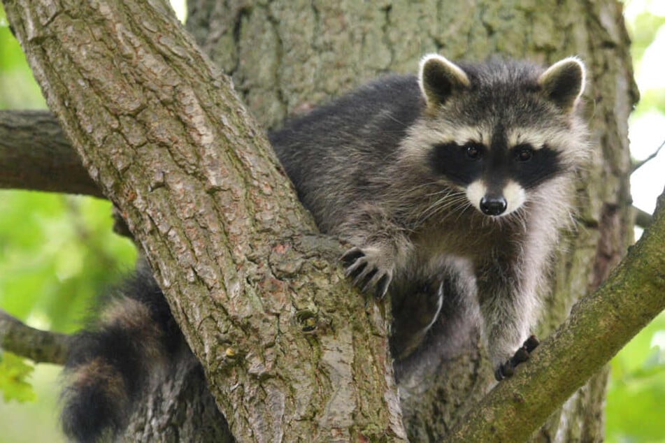 Der kleine Waschbär hatte sich vermutlich nicht mehr heruntergetraut. (Symbolbild)