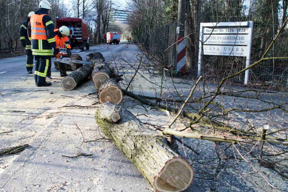 Die Kameraden der Feuerwehren in ganz NRW mussten viele umgestürzte Bäume zerlegen.