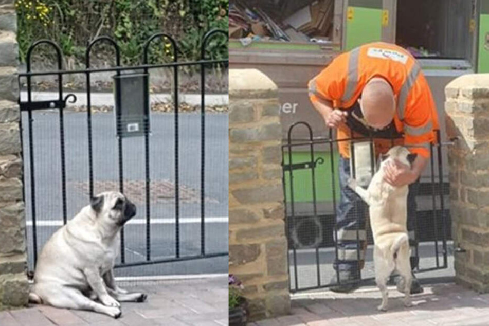 Hund Walter wartet montags auf seinen Lieblings-Müllmann.