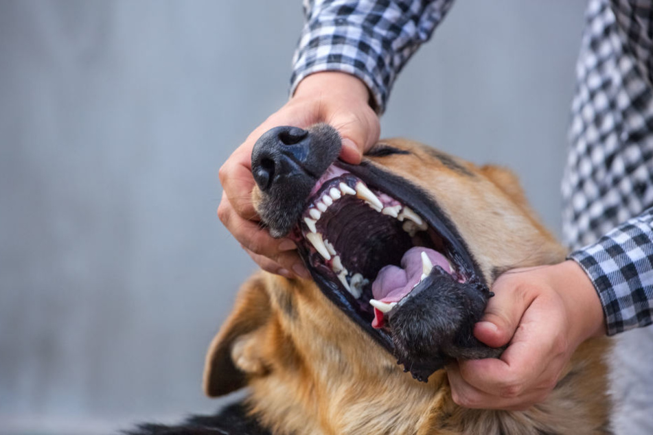 Die Hunde fielen den Mann an und verpassten ihm Bisswunden. (Symbolbild)