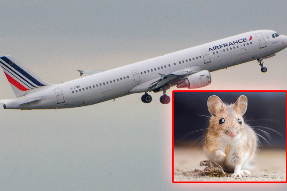 Der Flug von Bamako nach Paris musste um ganze 48 Stunden verschoben werden - und das alles nur wegen eines kleinen Nagers. (Symbolbild)