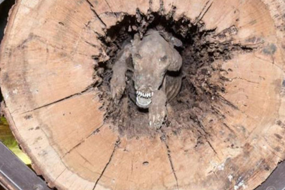 Als die Waldarbeiter den Baumstamm zersägten, machten sie diese gruslige Entdeckung.