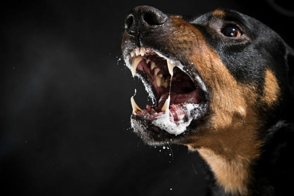 Der Rottweiler griff seinen Besitzer an und biss ihn in den Kopf.