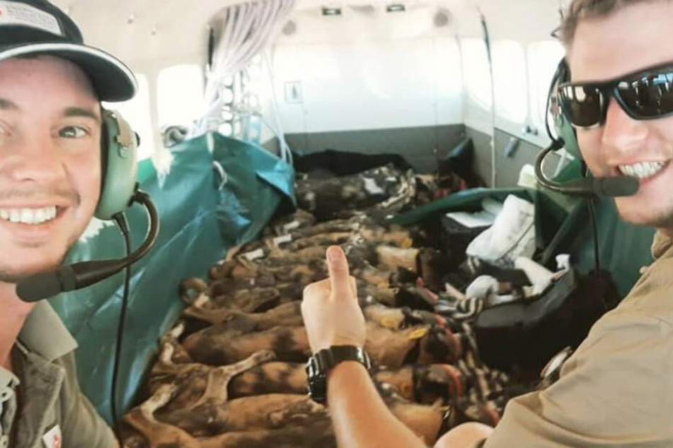 Gute Nacht! Während des fast 2000 Kilometer langen Fluges schlummern die Tiere friedlich im Flieger.
