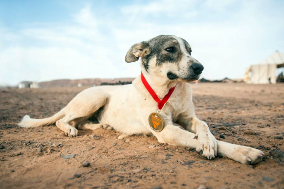 Hund Cactus, der die dritte Etappe des „Marathon des Sables“ in der Sahara auf Platz 52 beendet hat, liegt mit seiner Teilnehmer-Medaille im Sand.