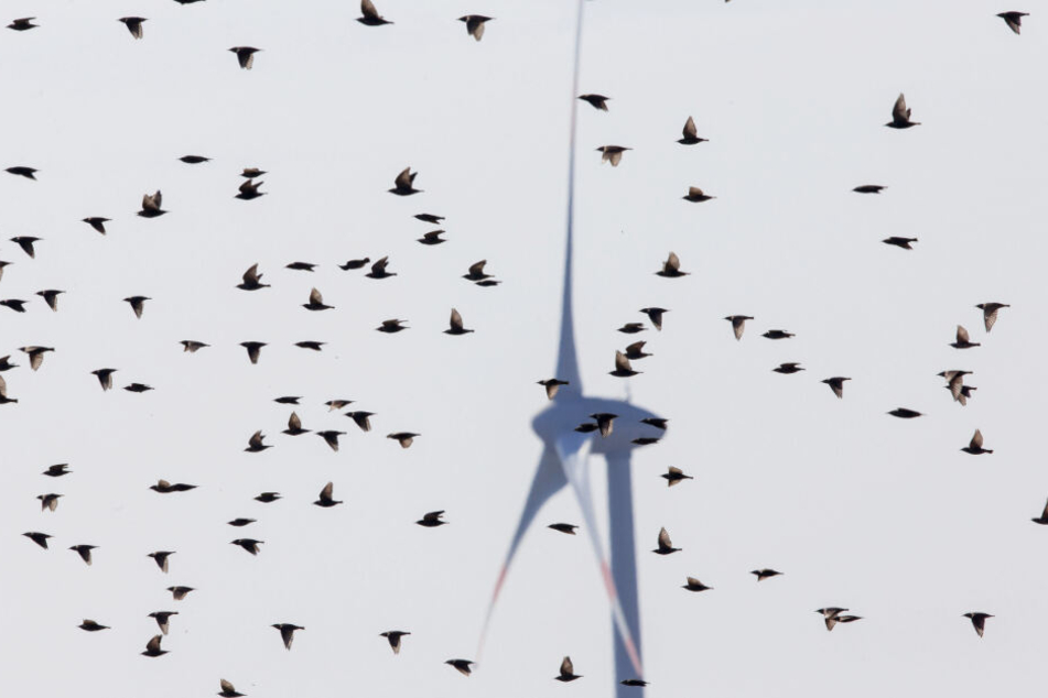 Ein Vogelschwarm fliegt vor einem Windrad. Die Anlagen sind für die Tierwelt eine tödliche Gefahr.