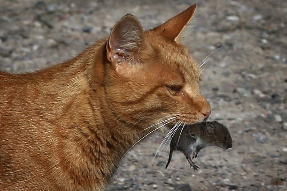 Katzen brauchen laut RSPCA Fleisch.