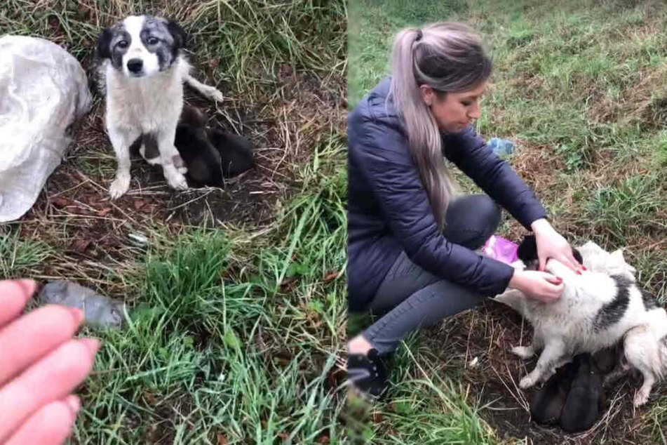 Laura Myatt (32) war als erste bei der Hunde-Mama.