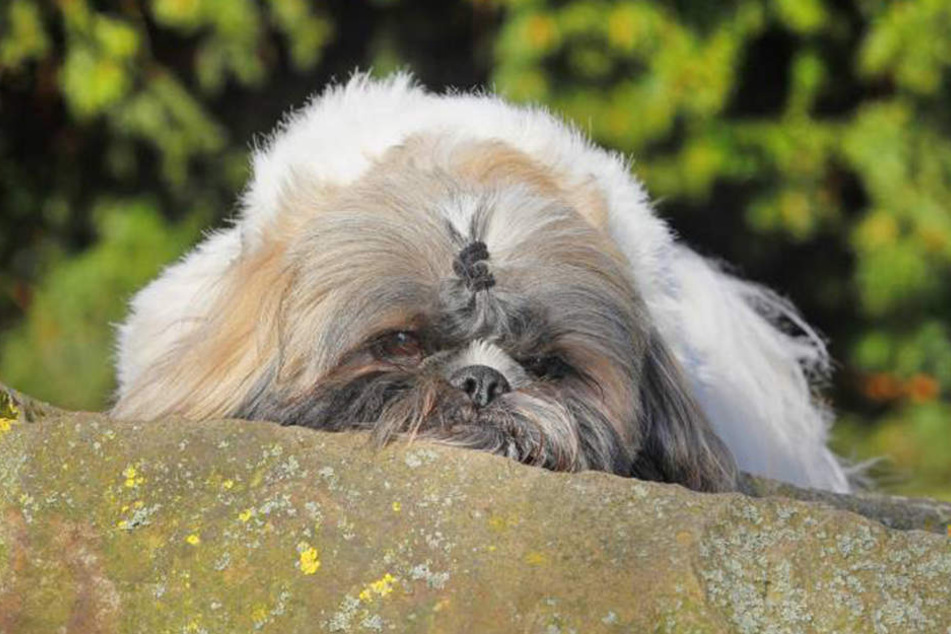 Ein Hund wurde absichtlich überfahren. Der Fahrer flüchtete vom Unfallort. (Symbolbild)