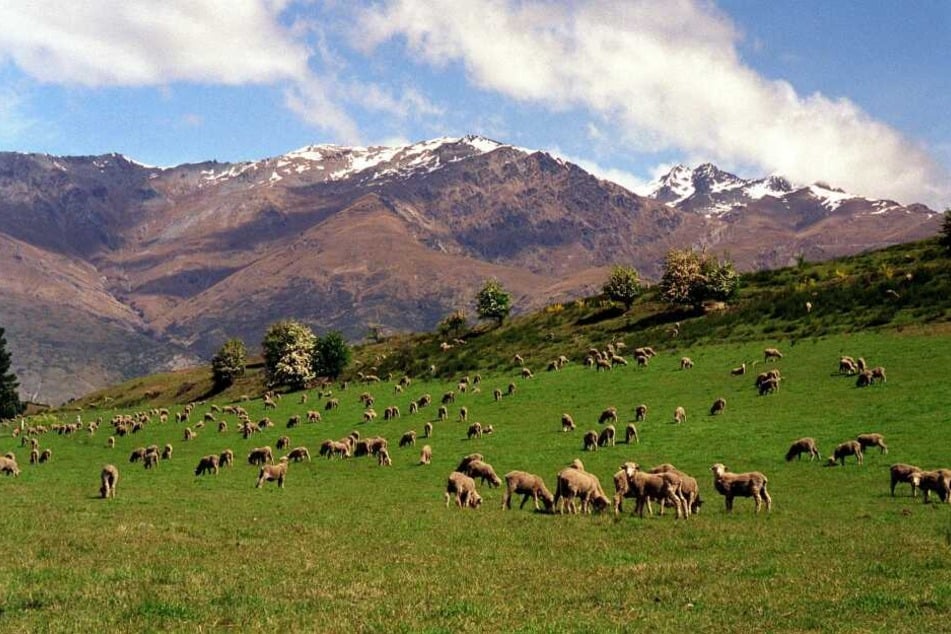 Neuseeland verlangt ab Oktober eine Eintrittsgebühr von Touristen.