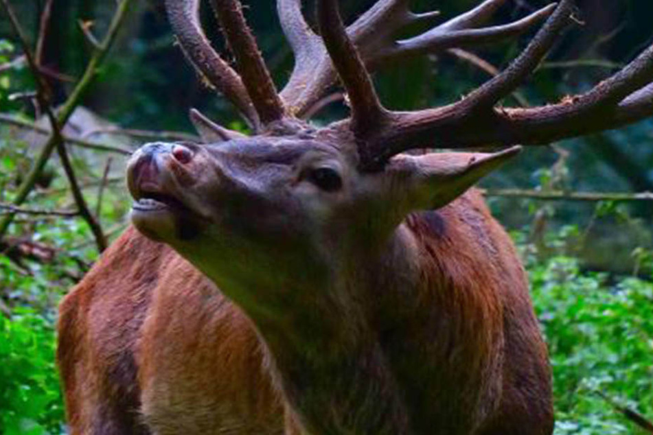 Hirsch Hansis Röhren ist über die Grenzen des Tierparks zu hören.