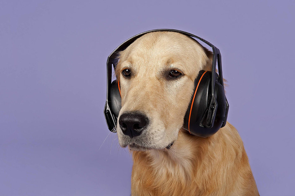 Hunde haben ein sehr sensibles Gehör.