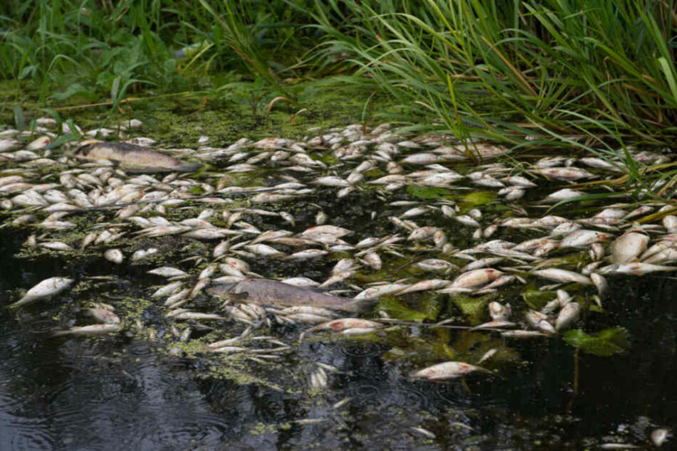 Unzählige Fische verendeten im mittlerweile stark stinkenden Gewässer.